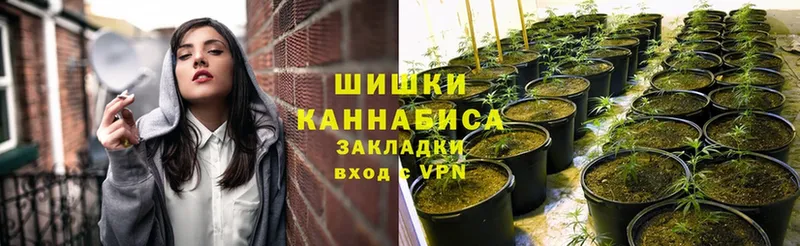 darknet наркотические препараты  дарнет шоп  Багратионовск  Бошки марихуана план 